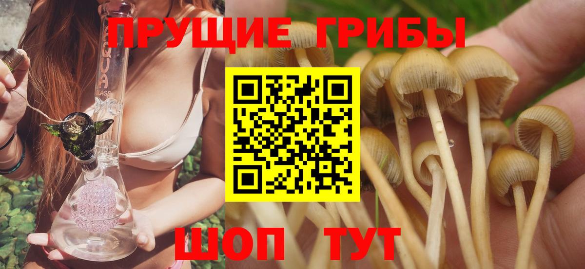 Галлюциногенные грибы Cubensis Малгобек